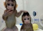 中国克隆猴引发的思维大想象